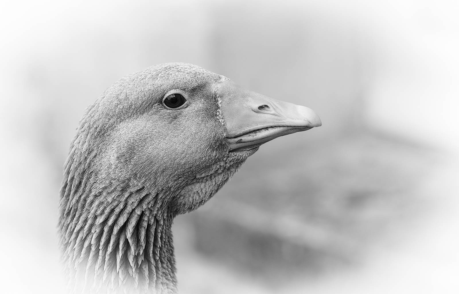 Goose - BW