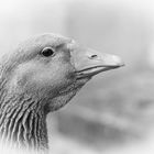 Goose - BW