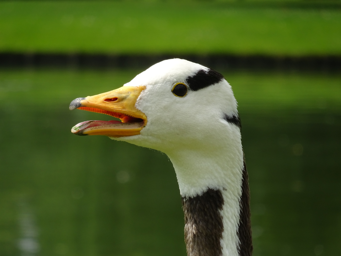 Goose