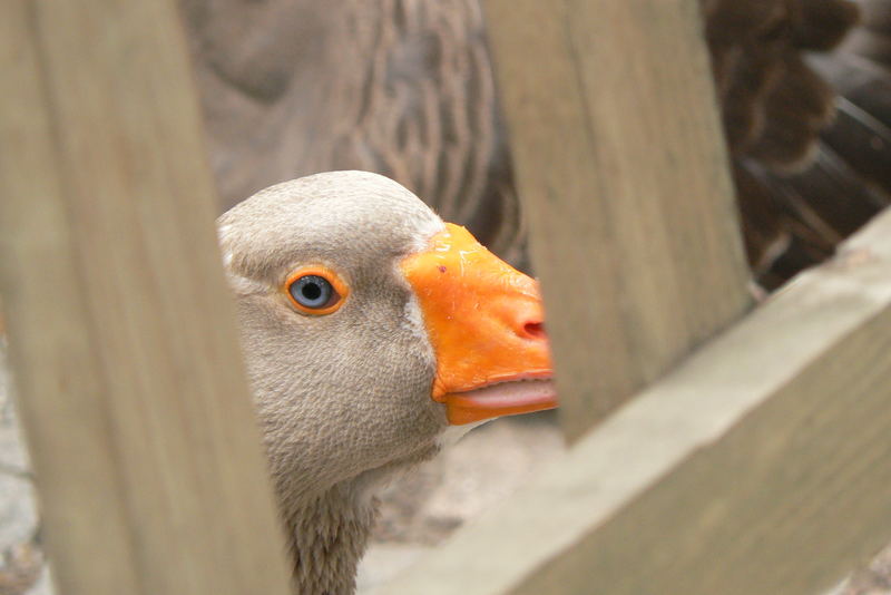 Goose eyes