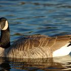 Goose floating on blue