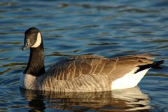 Goose floating on blue