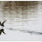 Goose hatte mal wieder zu üppig gefrühstückt und kriegte dann den Arsch nicht hoch.