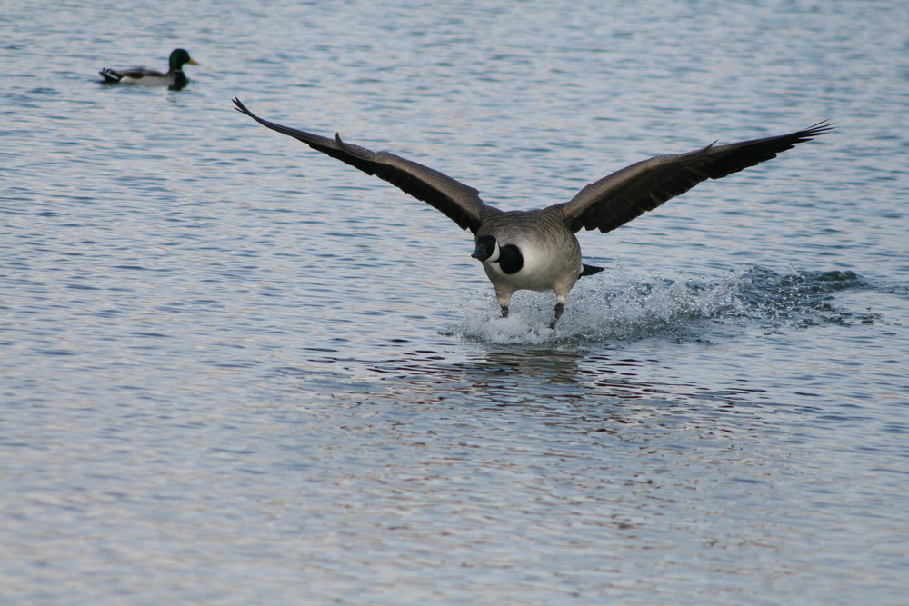 goose landing