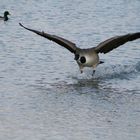 goose landing