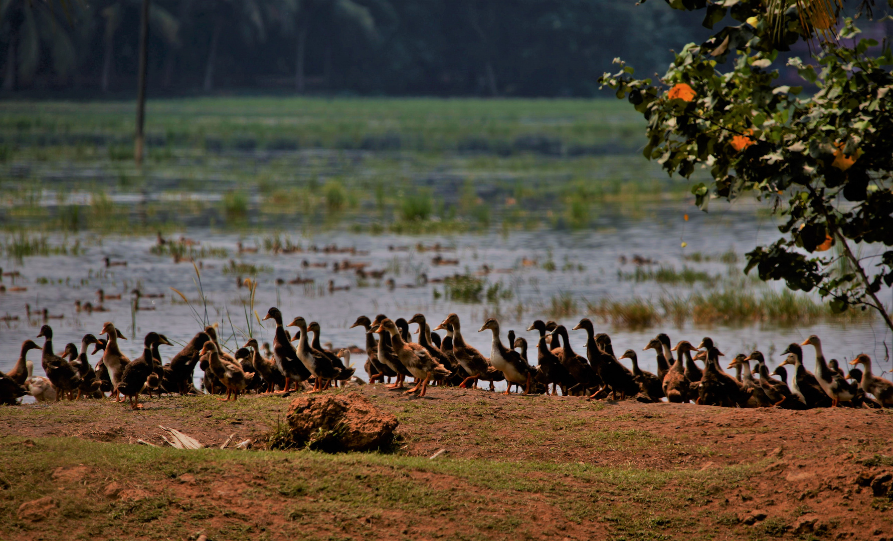 goose  march