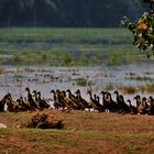 goose  march