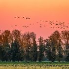 Goose Place in Autumn