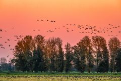 Goose Place in Autumn