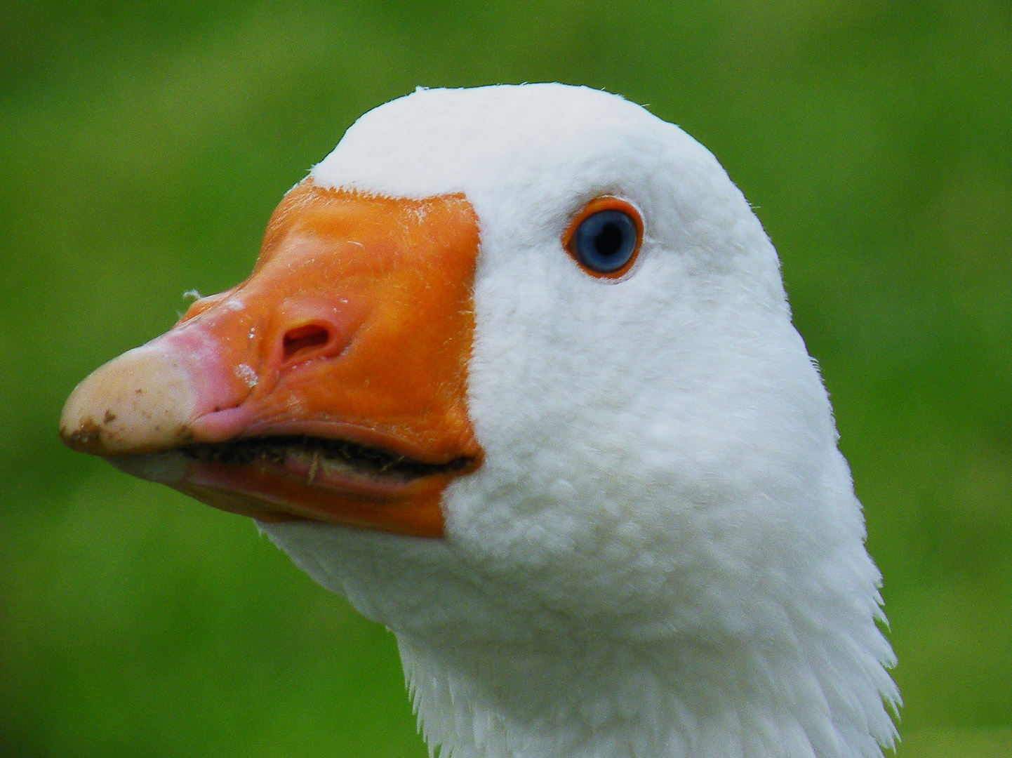 Goose portrait