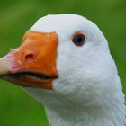 Goose portrait