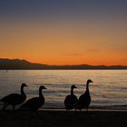 Goose Sunset