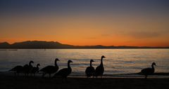 Goose Sunset