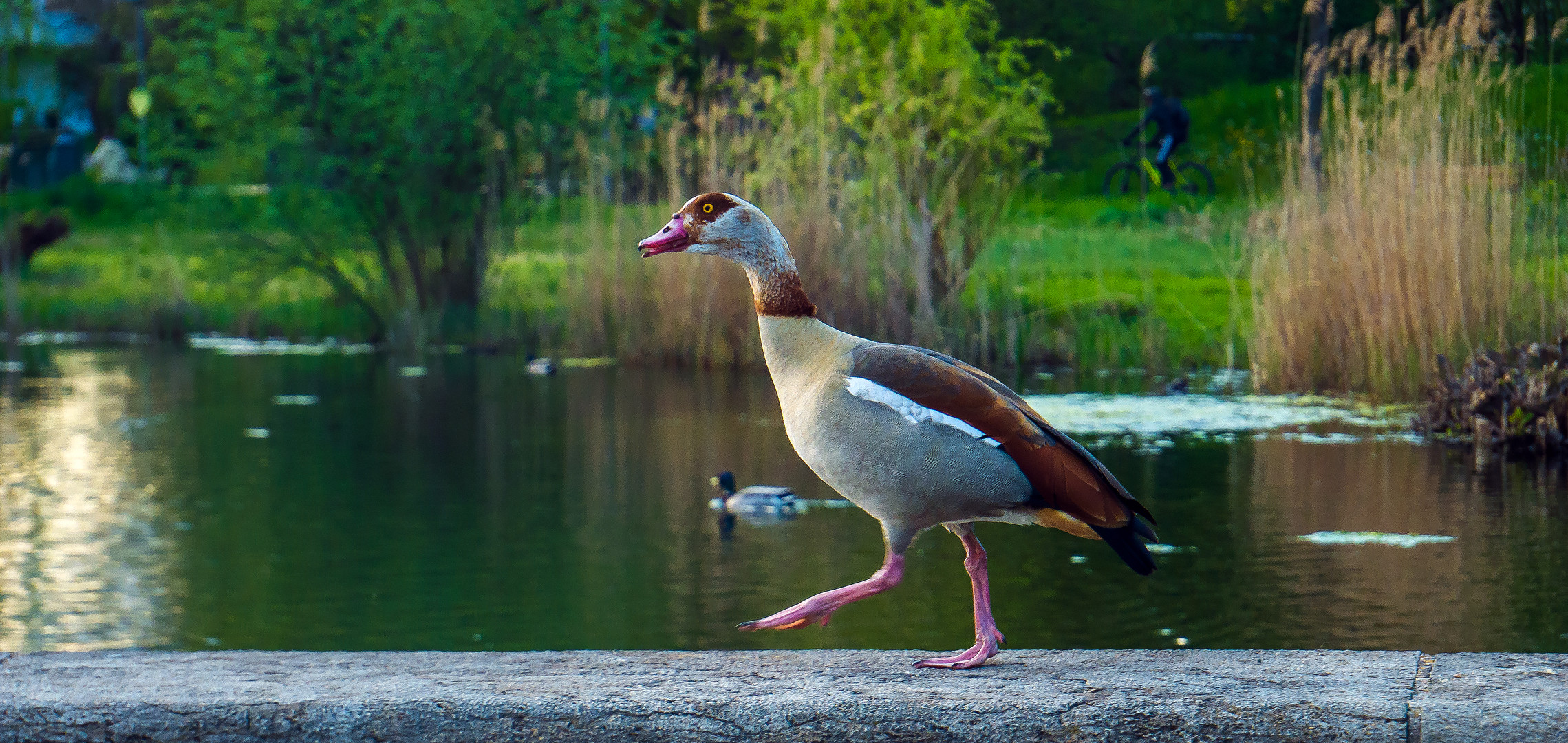 Goose-Walk