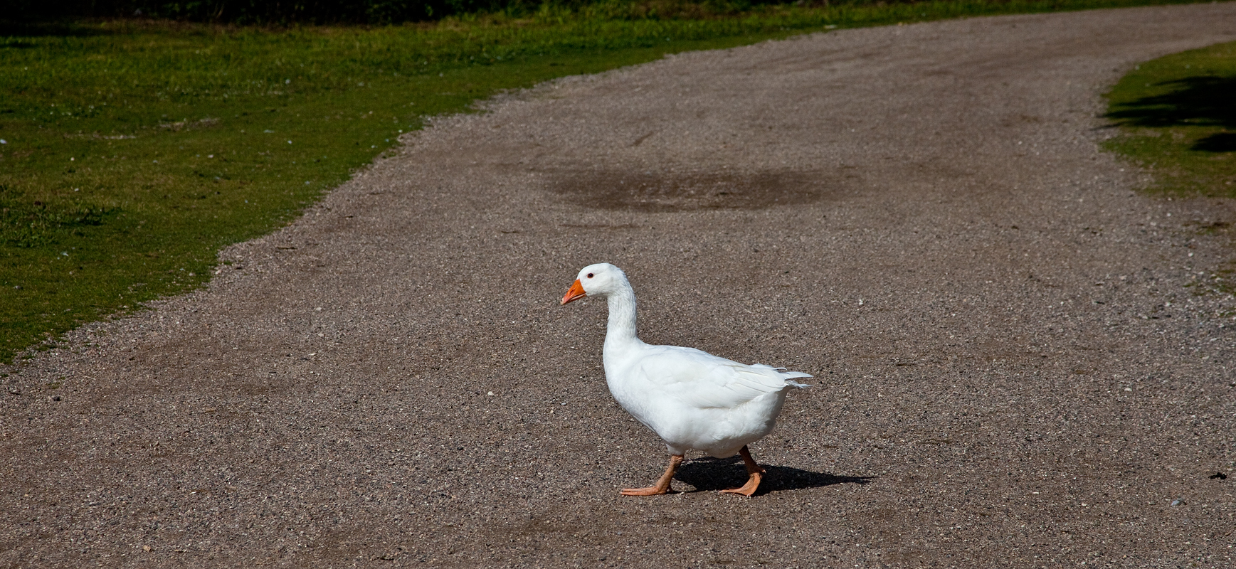 Goose walk