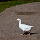 Goose walk