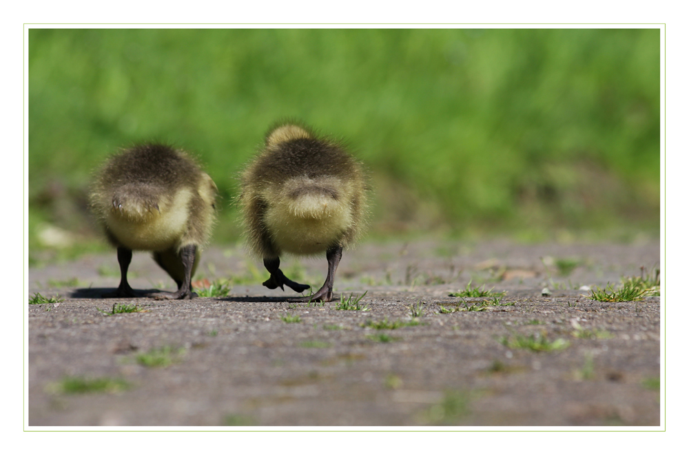 goose-walk