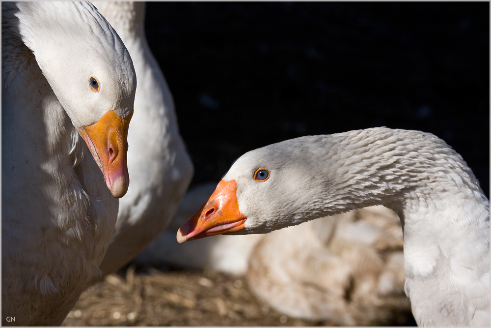 Goose Whispering - Das Flüstern der Gänse