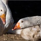 Goose Whispering - Das Flüstern der Gänse