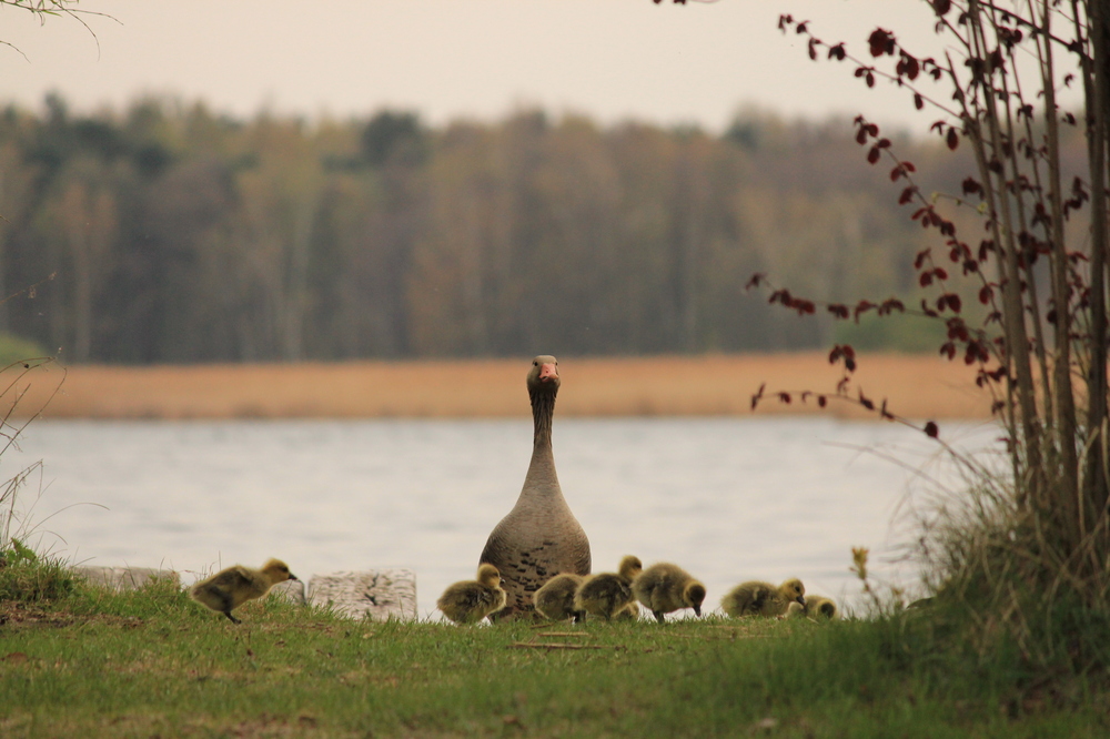 goosefamily