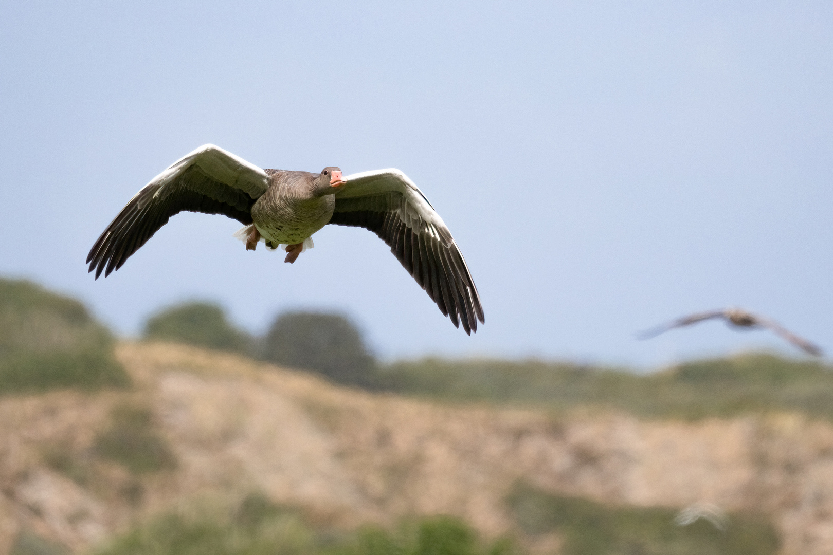 Goosehansa - Graugans im Flug