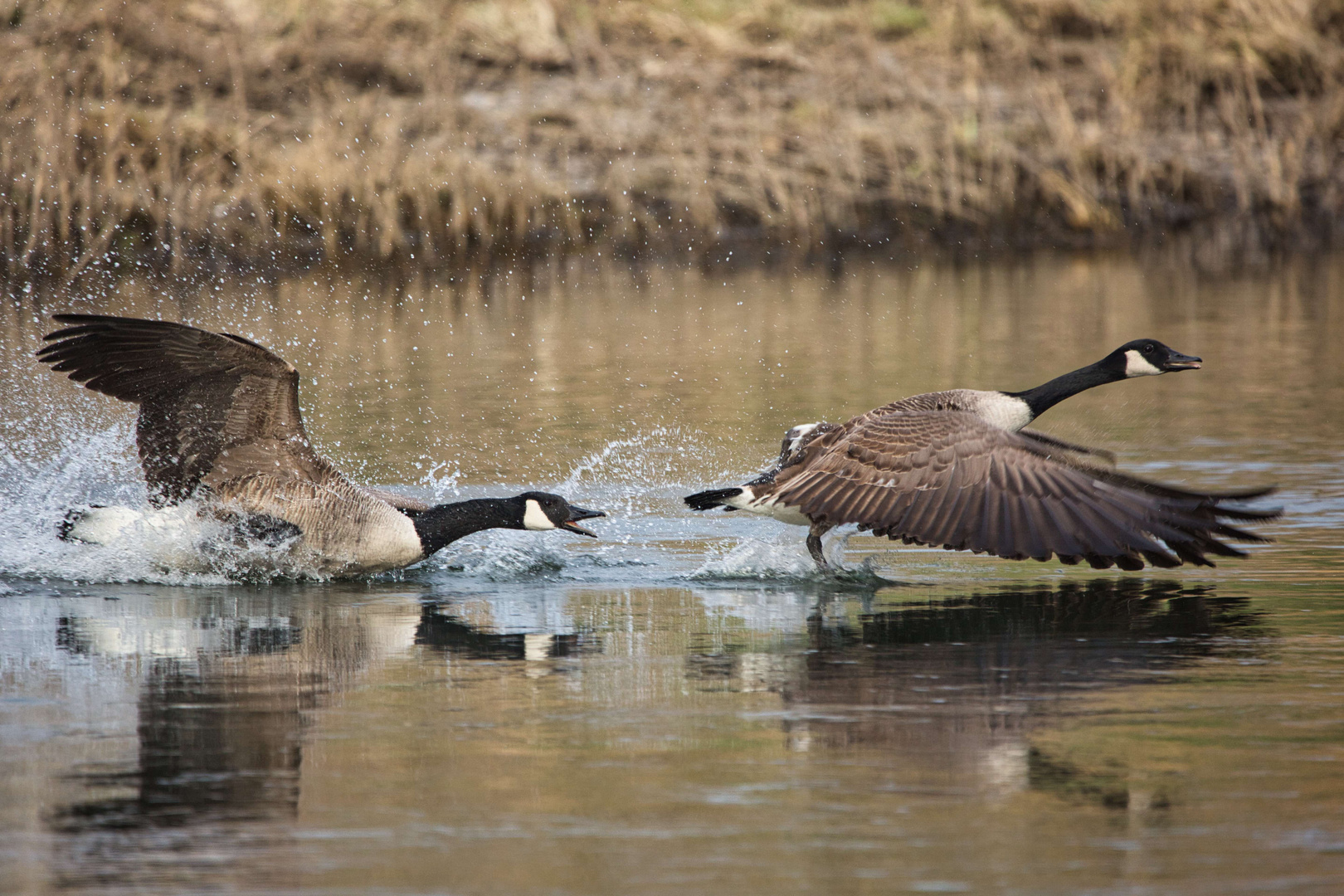 goosehunt