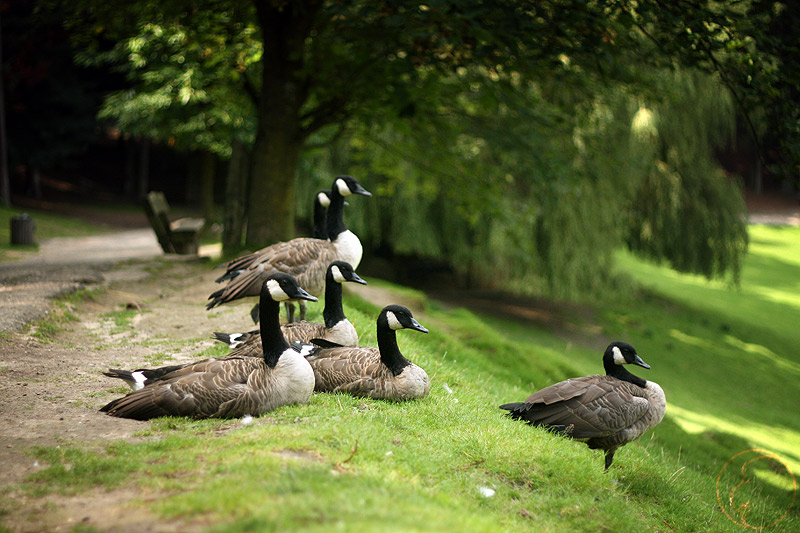 GooseWatching