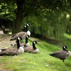 GooseWatching