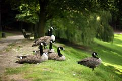 GooseWatching