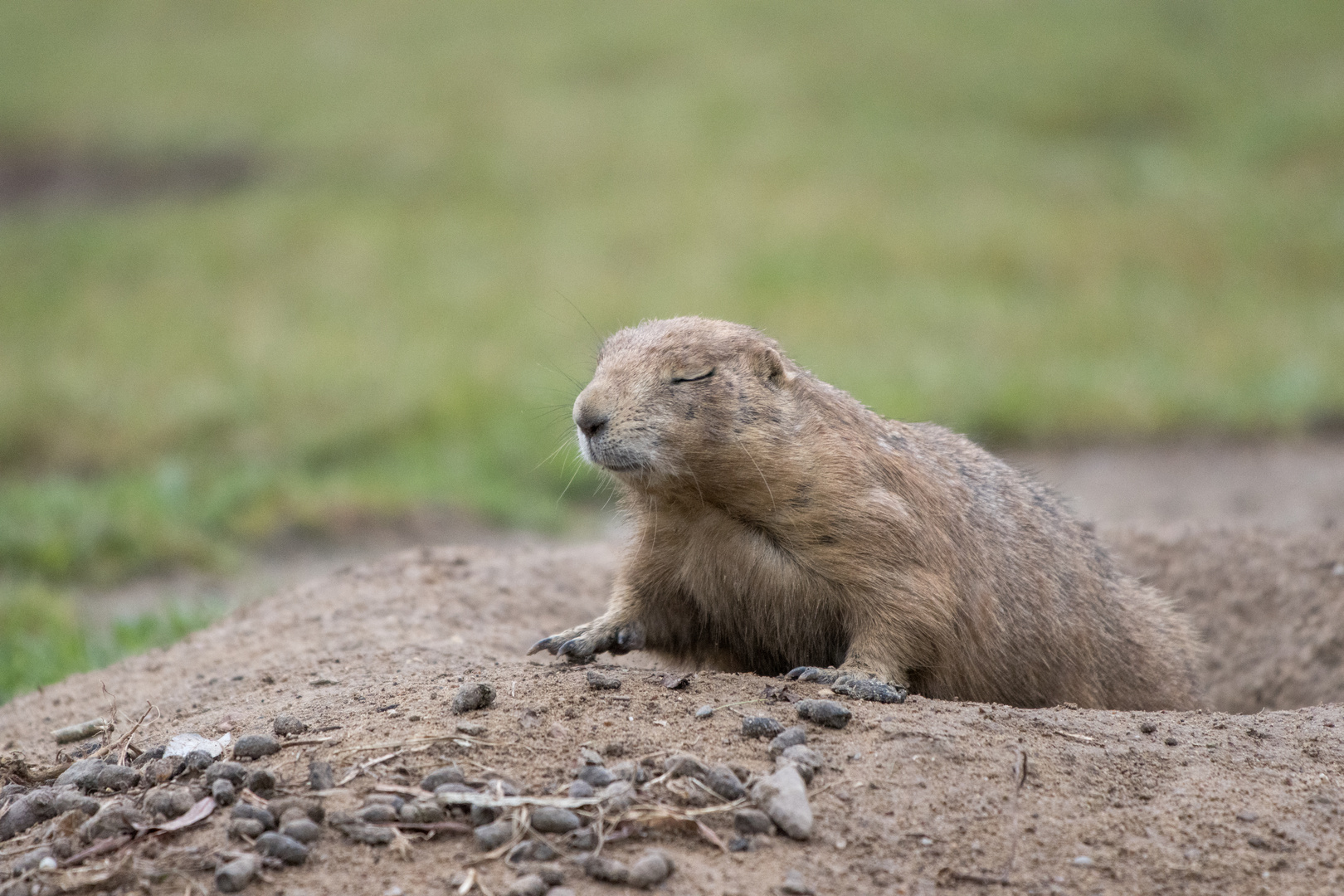 Gopher