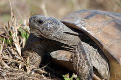 Gopher Tortoise