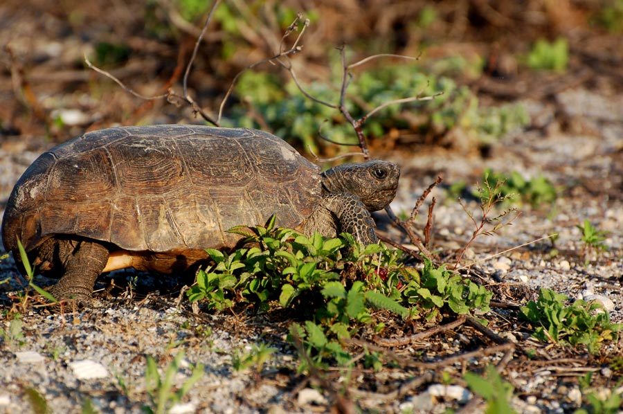 Gopher Tortoise - Gopherus polyphemus