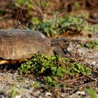 Gopher Tortoise - Gopherus polyphemus