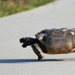 Gopher Tortoise - Gopherus polyphemus ..