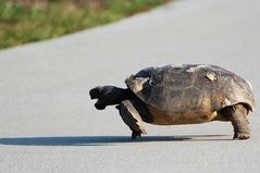 Gopher Tortoise - Gopherus polyphemus ..