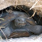 Gopher Tortoise - Gopherus polyphemus...