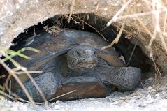 Gopher Tortoise - Gopherus polyphemus...