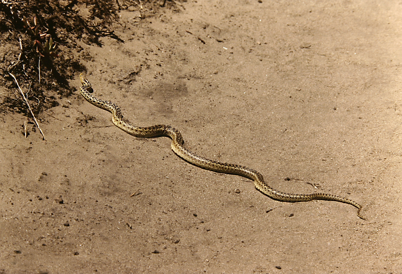  Gophernatter (Pituophis catenifer) 