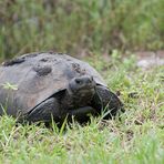 Gopherschildkröte