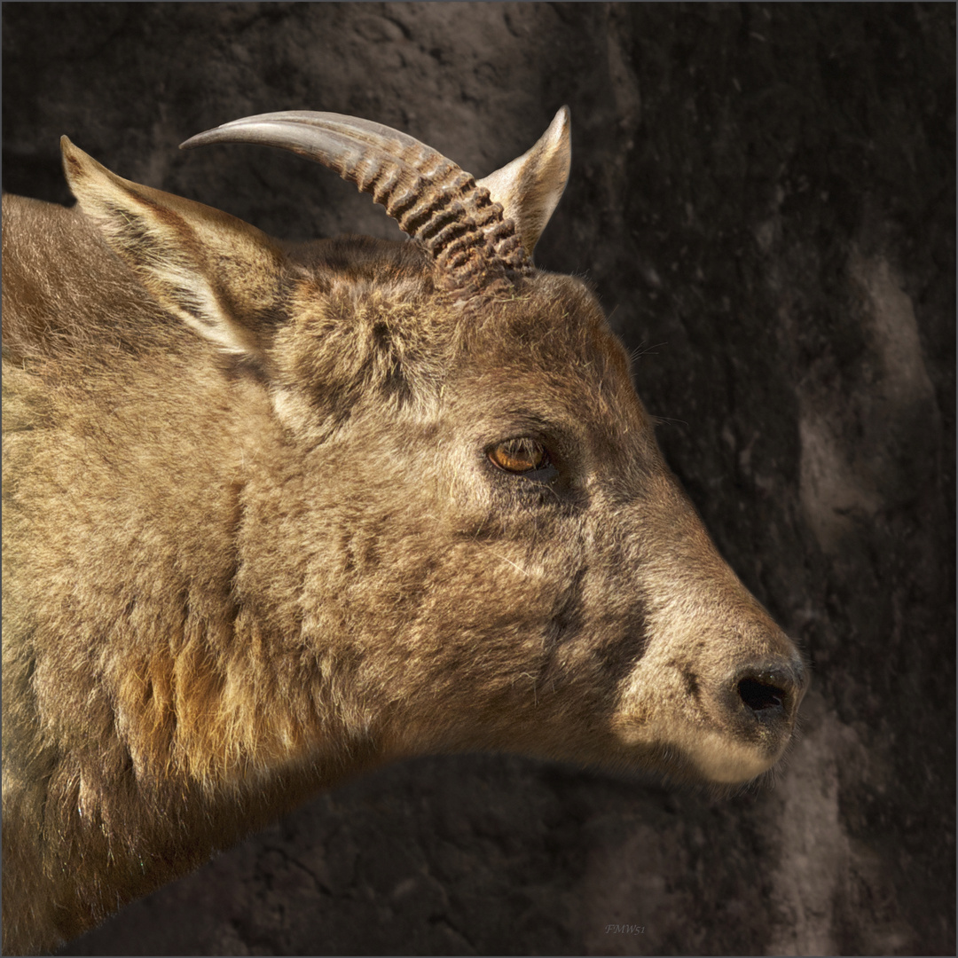 Goral-Portrait