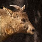 Goral-Portrait