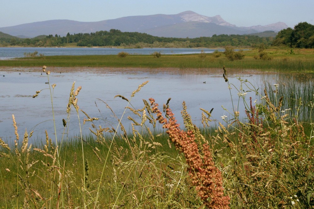 Gorbea