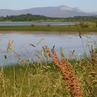 Gorbea