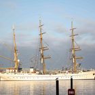 Gorch Fock mit Möwen