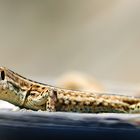 Gordan Gecko