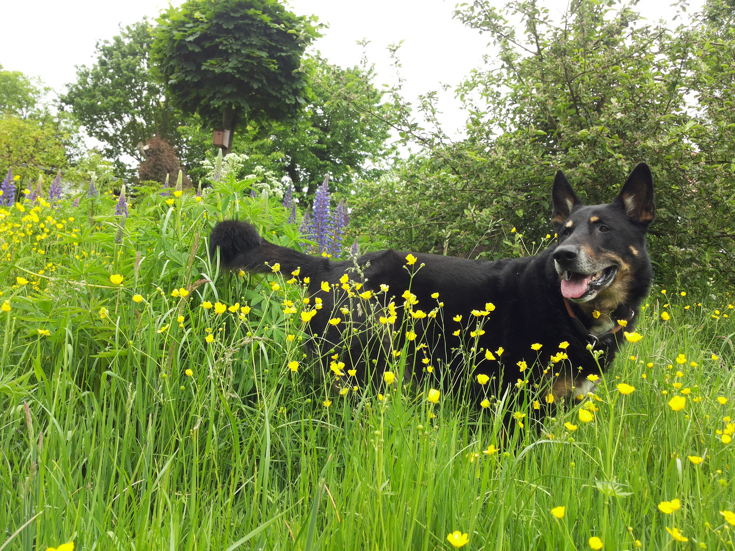 GORDEN, 13 Jahre auf Blumenwiese