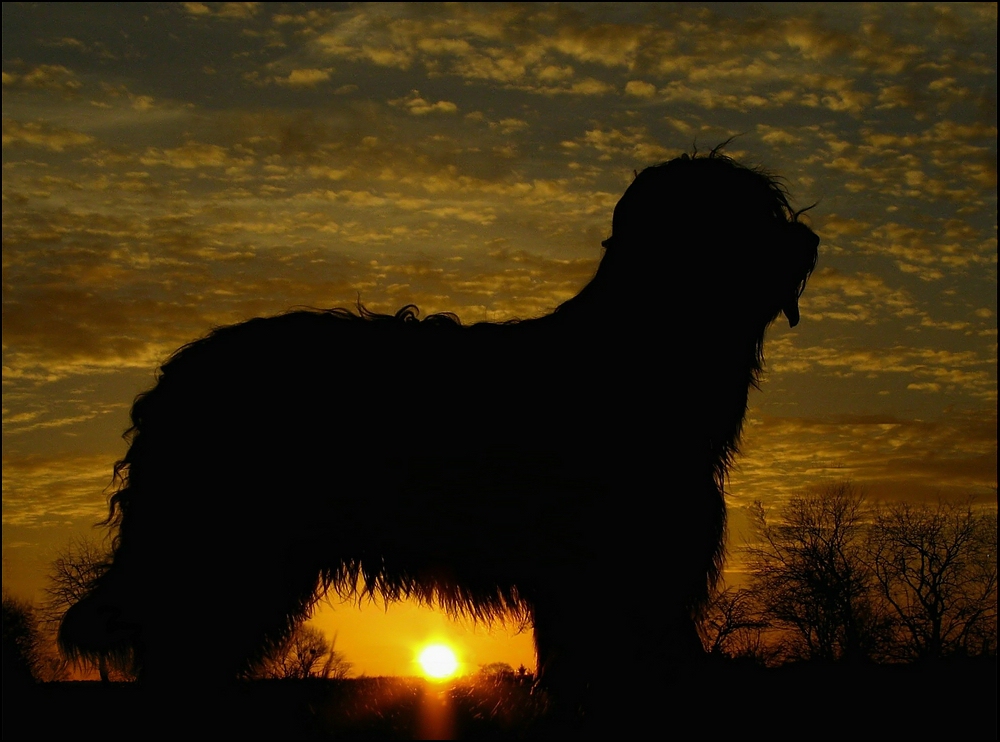 Gordi in sunset