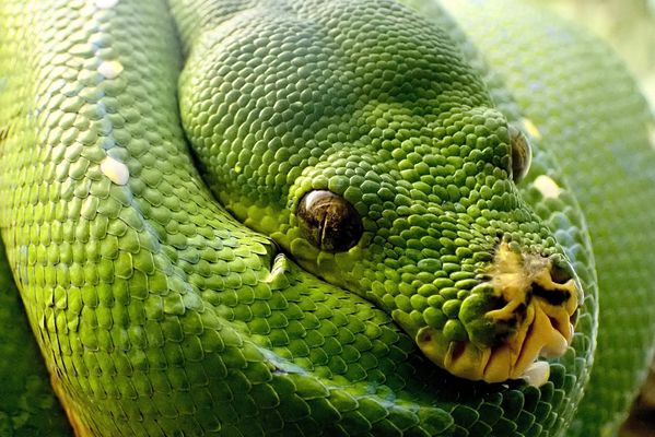 Gordian knot P4205242