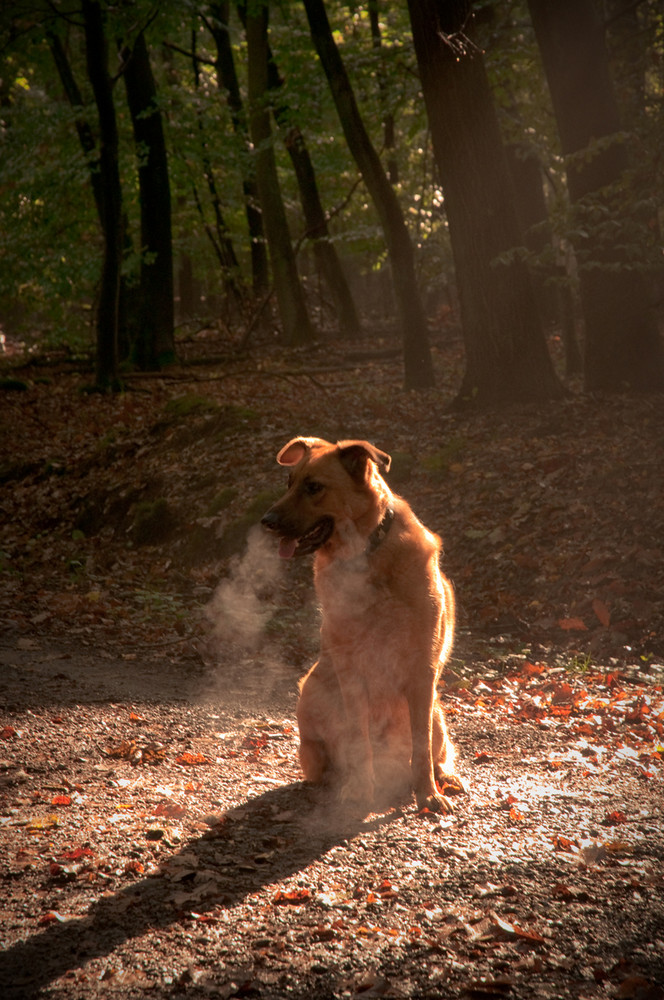 Gordon im Wald