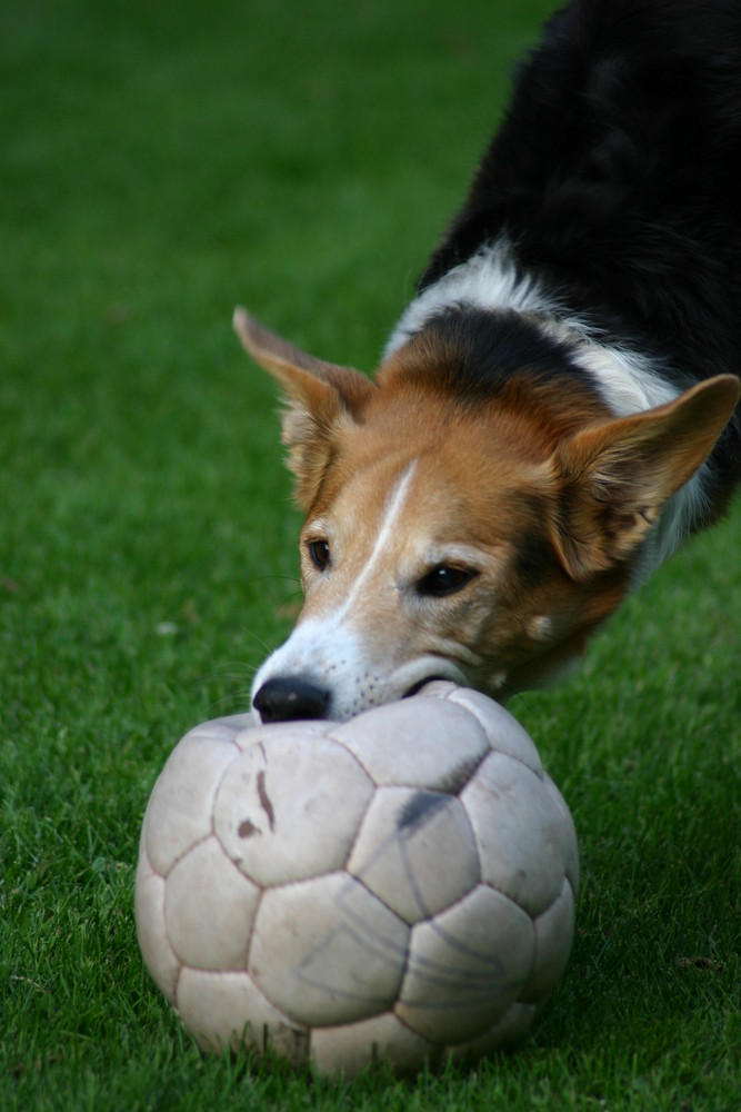 gordon mit seinem lieblingsball